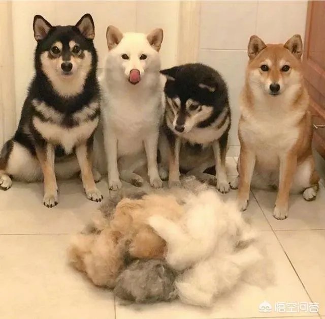 学宠物美容师，培训的费用是多少大概？