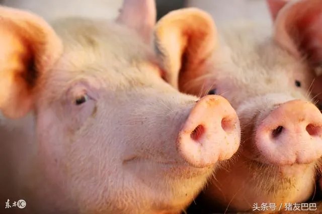 养猪场投资成本