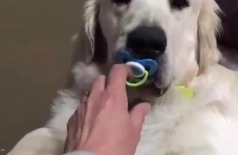 狗狗吞了多少个奶嘴？