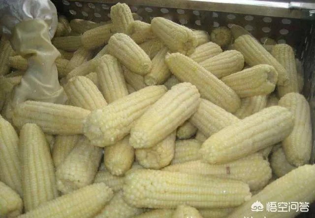 在忻州种什么品种的玉米比较好？