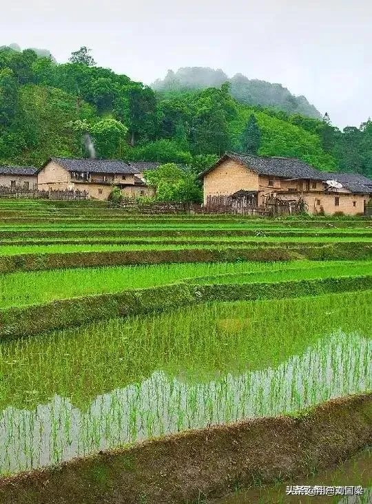 各地出现囤粮潮，粮荒是不是真的来了，大家怎么看？