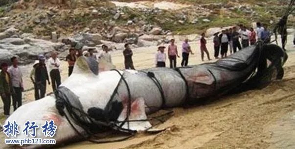 新疆喀纳斯湖水怪之谜真相大白,疑似15米32吨的巨型哲罗鲑(视频)