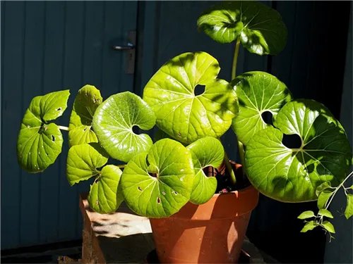 甲醛19度以下不挥发吗