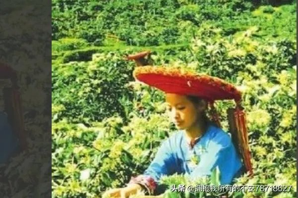 如何制作金银花茶，金银花茶的制作？