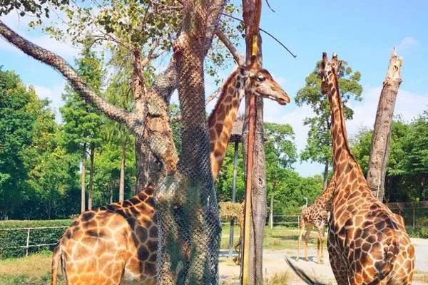 上海野生动物园门票多少钱 上海野生动物园门票价格