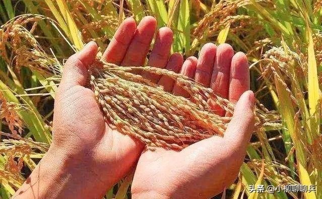 受疫情影响，已有国家禁止出口粮食，你怎么看？