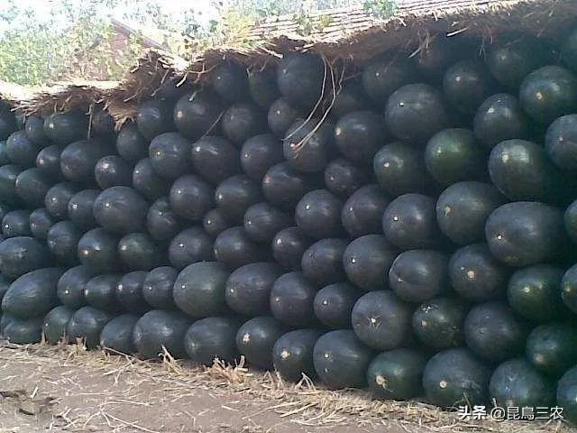 冬瓜采收回来后,有哪些贮藏方法可以让冬瓜贮藏的时间更长?