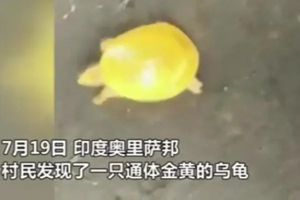 印度渔民发现金色乌龟 金色乌龟是什么品种为什么是金色的