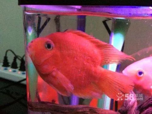 红元宝鹦鹉鱼的饲养方法