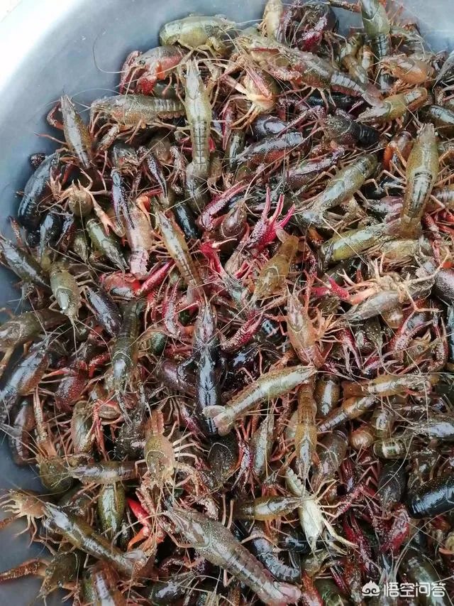 今后3年内，对于小龙虾养殖户来说，所要面对的市场风险与机遇有哪些？