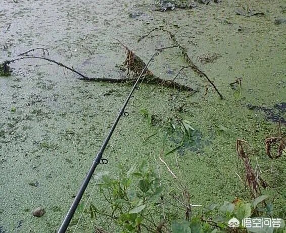 五一收费公路免费，你会出去旅游吗？