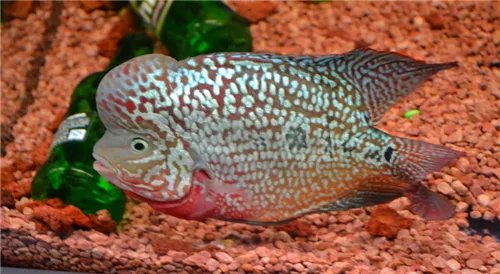 金花罗汉鱼一般多少钱可以买到 金花罗汉鱼多大起头