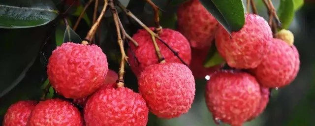 为什么吃完荔枝后开车可能会被查出酒驾