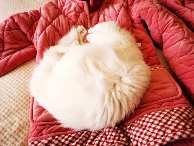 禁食猫狗是世界主流观念，文明的一种象征，我们国家可以禁食吗？