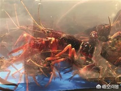 今后3年内，对于小龙虾养殖户来说，所要面对的市场风险与机遇有哪些？