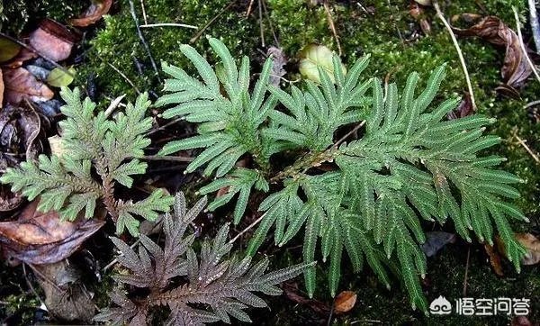 现在种植什么药材能够赚钱？