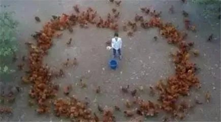 如果你的追求者拿着花圈向你表白，你会怎么做？