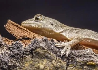 古代真的有守宫砂吗 这东西真的可以鉴定处子之身吗