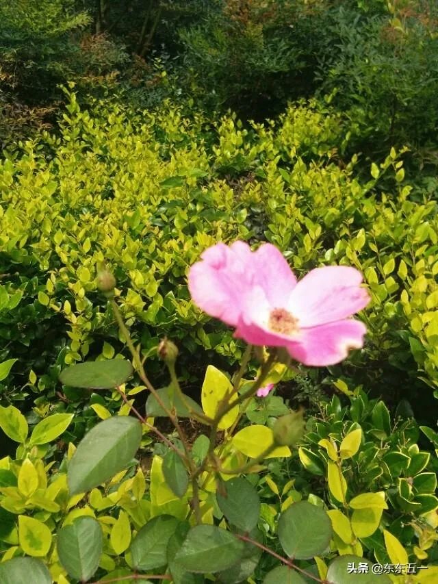 马家军兴奋剂事件内幕的曝光会对中国体育造成哪些影响?