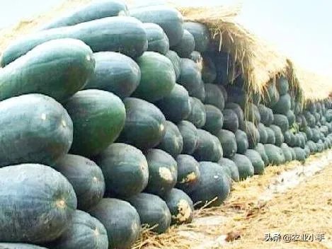 冬瓜采收回来后,有哪些贮藏方法可以让冬瓜贮藏的时间更长?