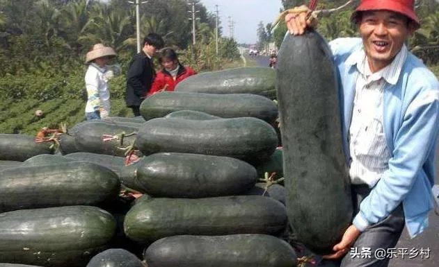 冬瓜采收回来后,有哪些贮藏方法可以让冬瓜贮藏的时间更长?