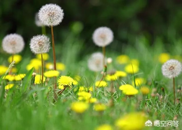 现在种植什么药材能够赚钱？