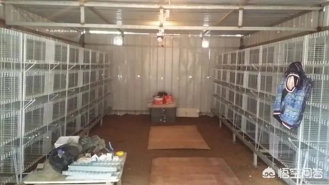 散养鸡舍怎样设计可以提高生产效率？