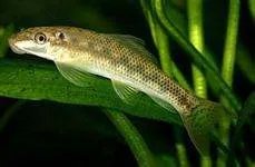 鱼疗用的是什么鱼