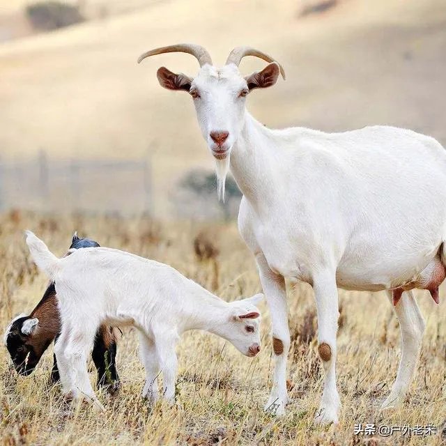 饲养关中奶山羊需要注意什么？