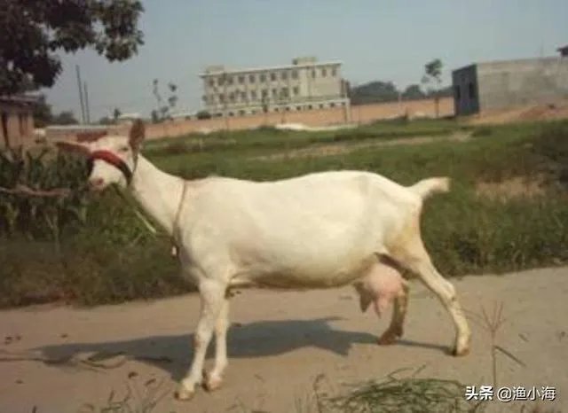 饲养关中奶山羊需要注意什么？