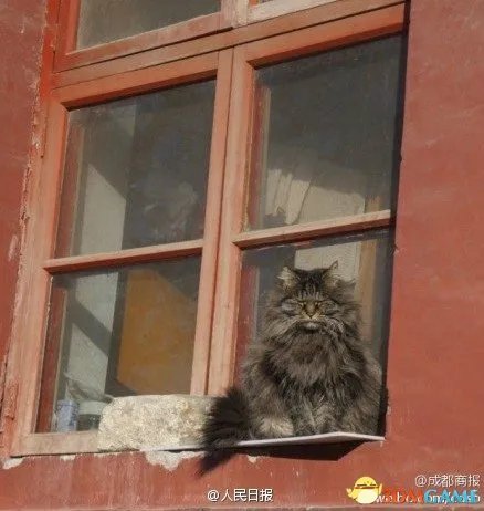 真是萌的受不了 故宫最萌“猫保安”走红网络