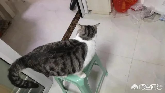 请问上海哪里有正规学习宠物美容学校,并且可以考证的?