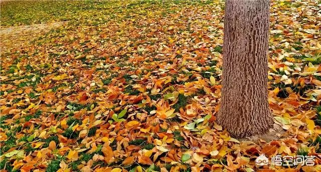 摄影是艺术吗？