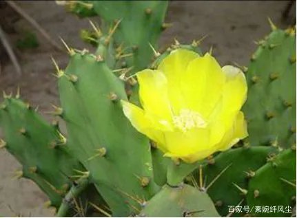 电脑旁边放上仙人掌，真的能够有效防辐射吗？