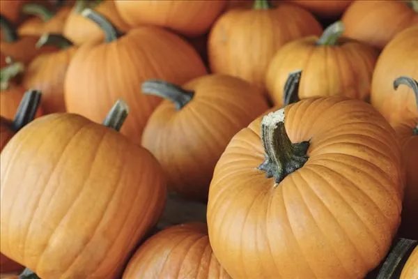 寒露吃什么最养生