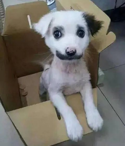 冠毛犬和泰迪的后代是什么犬