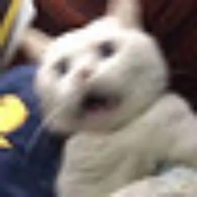 喵酱评测|14支睫毛膏，真人吐血测评！