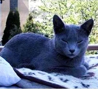 宠物猫的品种有哪些？各附带一张图片吧。 亲们辛苦了，先谢啦！