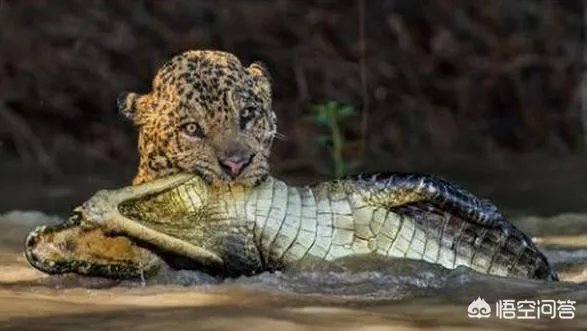 美洲豹能下水捕杀鳄鱼吗？