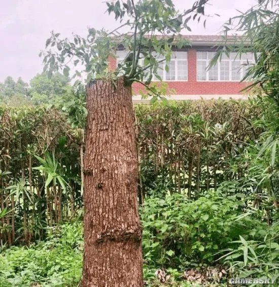 央视评老人修剪自种香樟树被罚14万：不问法理情僵硬执法