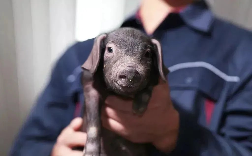 5G时代来临，“云养殖”变成现实？在家就能养“牛”