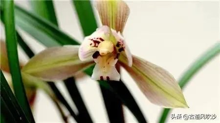 白花黄蕊是兰花什么品种？