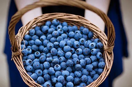 植树节手抄报简单字少