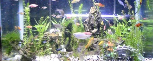 观赏鱼虾混养最佳搭配 哪些观赏鱼与观赏虾可以混养