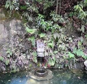 杭州的龙井茶有什么特色？