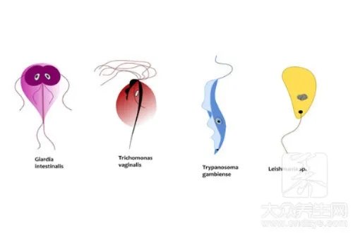 为什么家里有很多小虫
