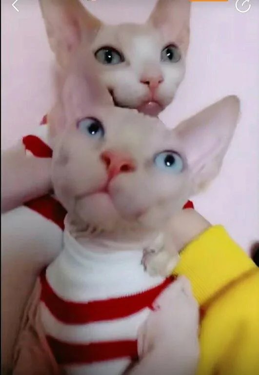 今天520.谁敢换这个头像,谁敢换就是我的人:有人回答:没戏 是什么意思