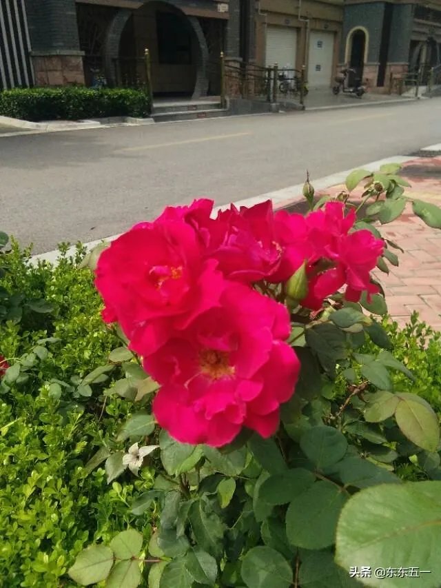 马家军兴奋剂事件内幕的曝光会对中国体育造成哪些影响?