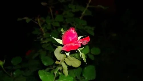 有何用? 诺基亚Lumia1020对焦辅助灯实测