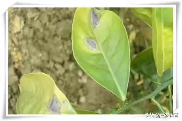 怎么防治柑橘病虫害？